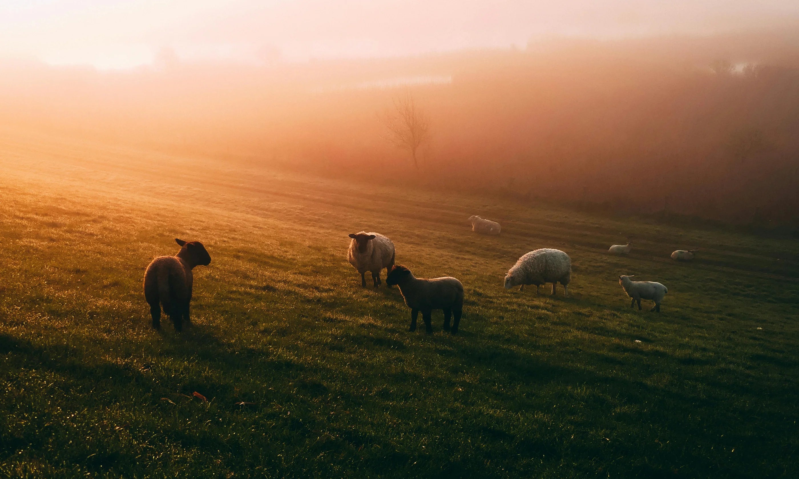 The Cozy Sheep och miljön